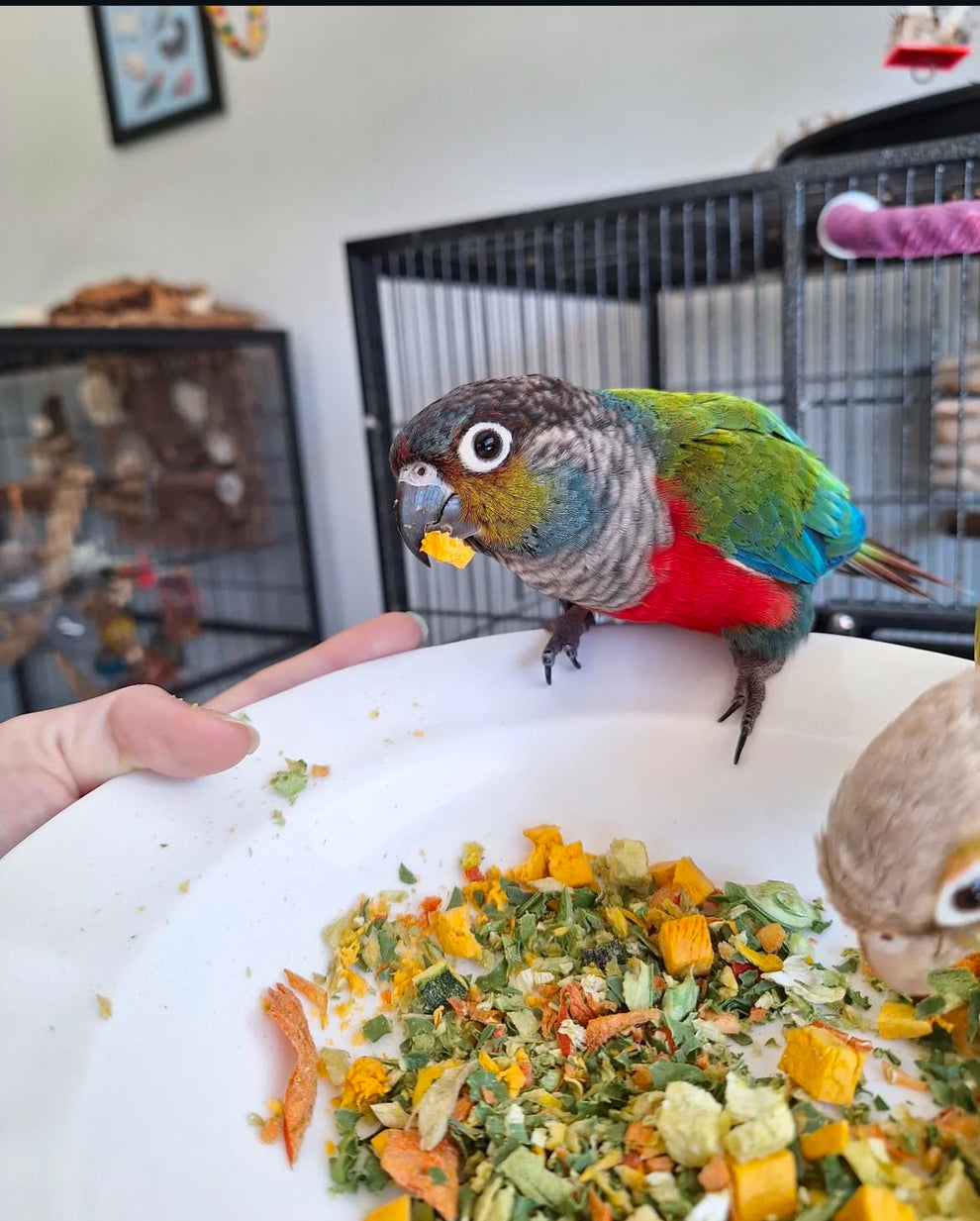 LOW CALORIE Freeze Dried Bird Chop - ChirpyChop