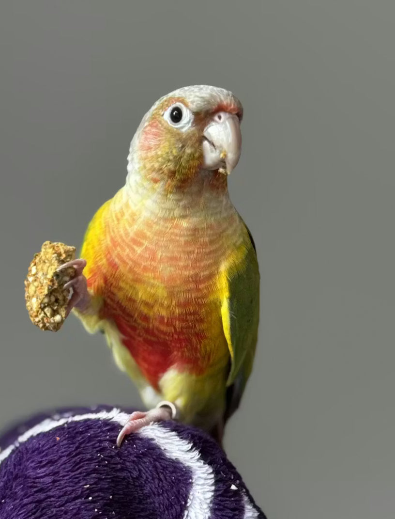 CARROT CAKE Freeze Dried Bird Bread