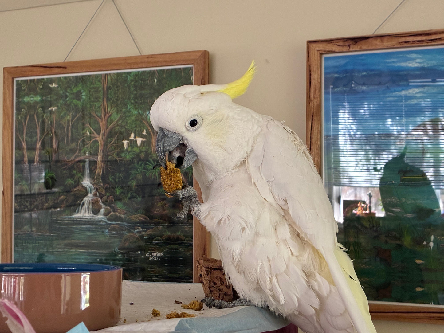 CARROT CAKE Freeze Dried Bird Bread