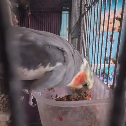 SEASONAL VEGETABLE Freeze Dried Bird Chop