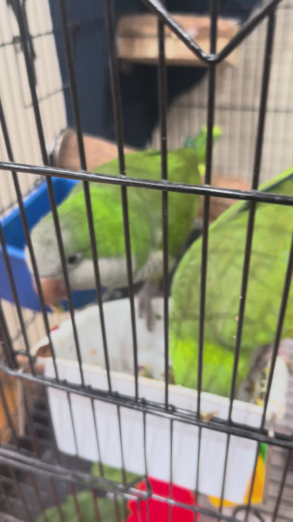 SEASONAL VEGETABLE Freeze Dried Bird Chop