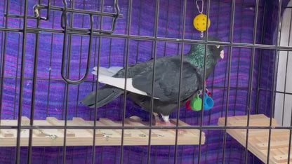 Silly Teacups Bird Toy